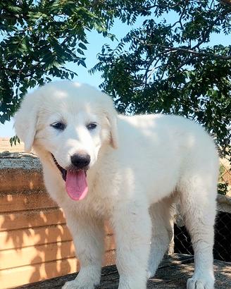 Pastore abruzzese maremmano