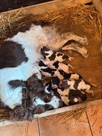 Springer spaniel