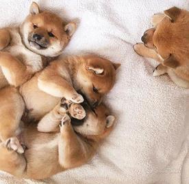 Cuccioli di shiba inu