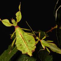 Insetto foglia verde Phyllium philippinicum