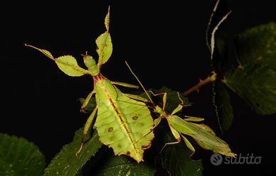 Insetto foglia verde Phyllium philippinicum