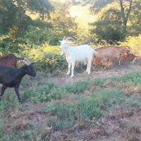 Capre saanen e saanen incrocio camosciata