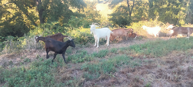 Capre saanen e saanen incrocio camosciata