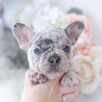 FRENCH BOULEDOGUE -BULLDOG FRANCESE puppy MERLE