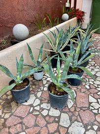Agave Gialla e Verde