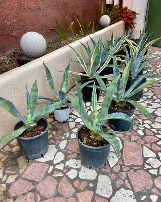 Agave Gialla e Verde