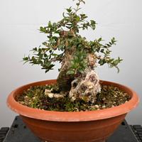Bonsai di mirto