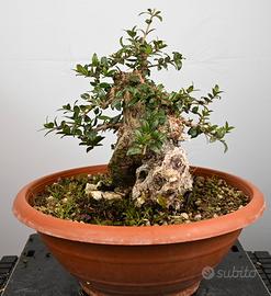 Bonsai di mirto