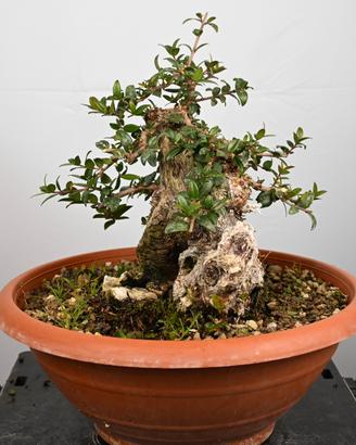 Bonsai di mirto