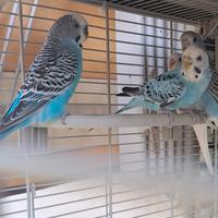 COCORITE (coppia adulta di 2 anni)