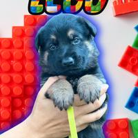 Cuccioli di pastore tedesco