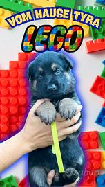 Cuccioli di pastore tedesco