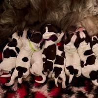Splendidi cuccioli di cocker spaniel inglese