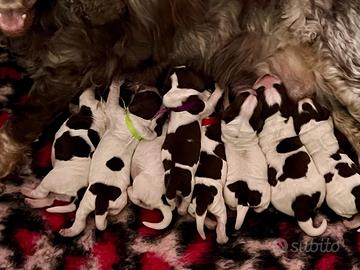 Splendidi cuccioli di cocker spaniel inglese