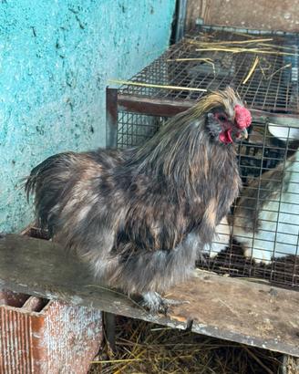 Gallo moroseta