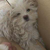 Torna disponibile maltipoo femmina