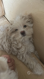 Torna disponibile maltipoo femmina