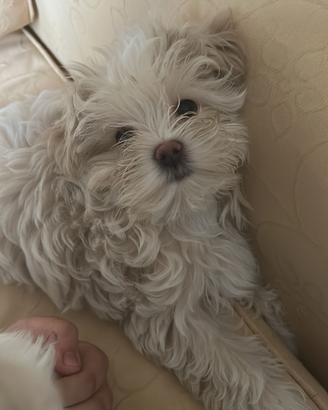 Torna disponibile maltipoo femmina