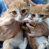 Gatti di tre mesi 2 maschi e 2 femmine