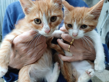 Gatti di tre mesi 2 maschi e 2 femmine