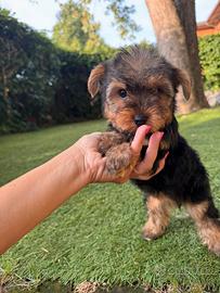 Yorkshire Toy cuccioli