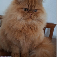 Gatto persiano per cucciolata