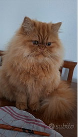 Gatto persiano per cucciolata