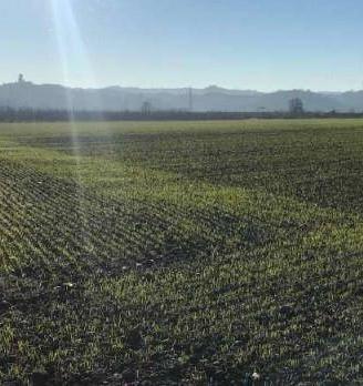 Immobile in asta di 56472 m² a Castagnito