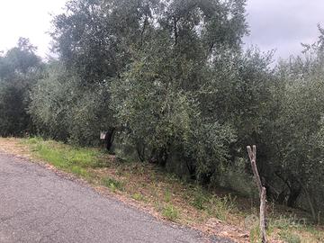 Terreno uliveto San Lorenzo al Mare Imperia