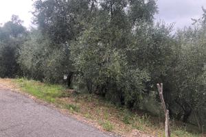 Terreno uliveto San Lorenzo al Mare Imperia