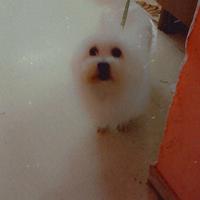 Cane,