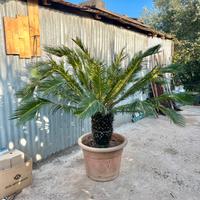 Palma Cycas