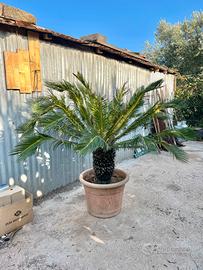 Palma Cycas