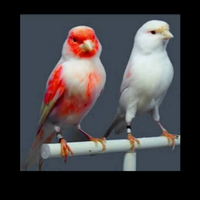 I diavoli rossi di Rudy