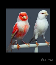 I diavoli rossi di Rudy