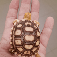 Tartaruga sulcata africana