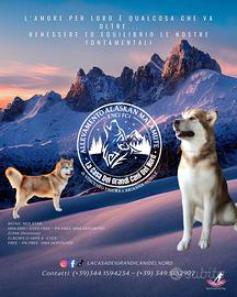 Cuccioli Alaskan malamute