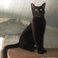 Nerino gatto 13 mesi