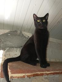 Nerino gatto 13 mesi