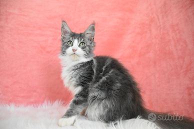 Cucciolo maine coon