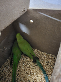 Parrocchetti dal collare