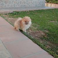 Spitz tedesco nano con pedigree