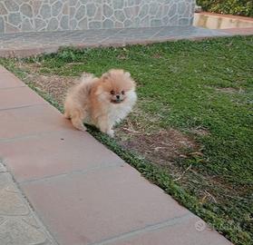 Spitz tedesco nano con pedigree