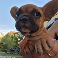 Femminuccia bulldog francese