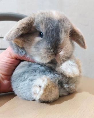 Coniglio minilop libretto sanitario