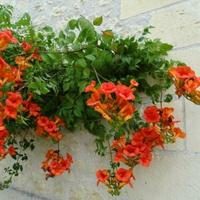 pianta bignonia campsis radicans fiori arancione