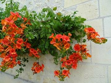 pianta bignonia campsis radicans fiori arancione