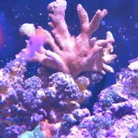 Coralli molli lps acquario marino