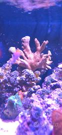 Coralli molli lps acquario marino