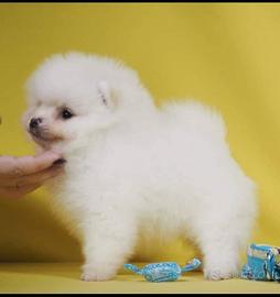 Spitz tedesco